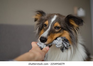 Cute brown gray tricolor dog shetland sheepdog breed on bed at home. Young sheltie is playing with rope toy in flat - Shutterstock ID 2254956079