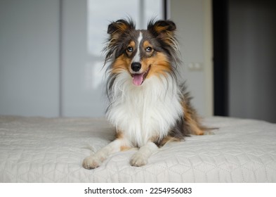 Cute brown gray tricolor dog shetland sheepdog breed on bed at home. Young sheltie in flat - Shutterstock ID 2254956083