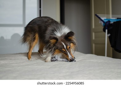 Cute brown gray tricolor dog shetland sheepdog breed on bed at home. Young sheltie is playing with rope toy in flat - Shutterstock ID 2254956085