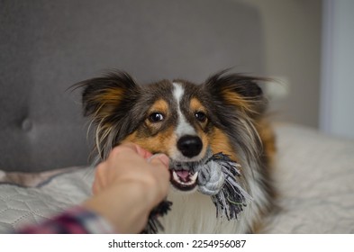 Cute brown gray tricolor dog shetland sheepdog breed on bed at home. Young sheltie is playing with rope toy in flat - Shutterstock ID 2254956087