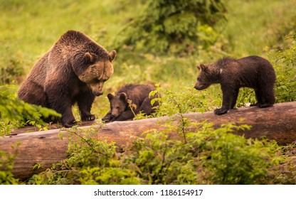 Cute Brown Grizzly Bear Family Ursus Arctos Playing On Lying Trunk Of Death Tree In Deep Bush. Wildlife Photography Scene Of Secret Animal Family Life In Nature Habitat