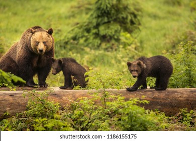 Cute Brown Grizzly Bear Family Ursus Arctos Playing On Lying Trunk Of Death Tree In Deep Bush. Wildlife Photography Scene Of Secret Animal Family Life In Nature Habitat