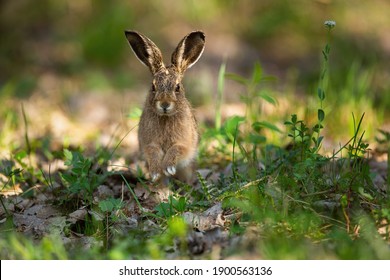 Cute brown hare, lepus europaeus, jumping closer on grass in spring nature. Young brown rabbit coming forward in green wilderness. Little long eared mammal skitting in forest.