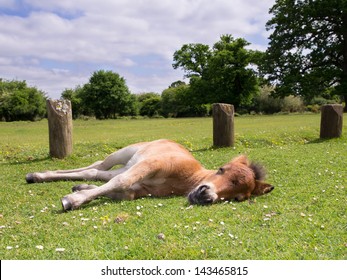 Cute Brown Horse Pony Foal Sleeping on the Grass