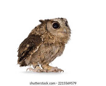 Cute Brown Indian Scops Owl Aka Otus Bakkamoena, Sitting Side Ways Ready To Fly Off. Looking Up And Away From Camera. Isolated On A White Background. Ears Down.