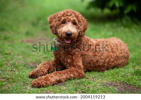 Cute brown labradoodle lying down on the grass. Portrait of a chocolate curly hair labradoodle dog outside, looking at the camera 