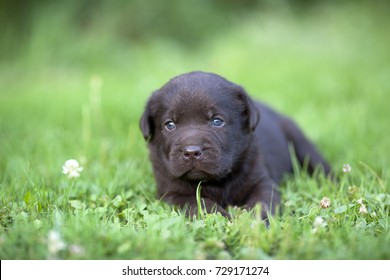Cute brown labrador puppy on the grass