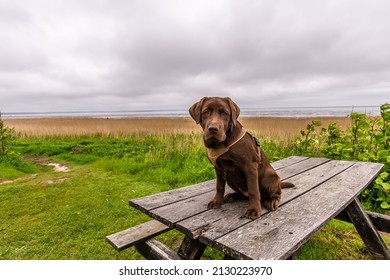 A Cute Brown Labrador Sitting On The Wooden Table By The Seashore, Sylt, Germany