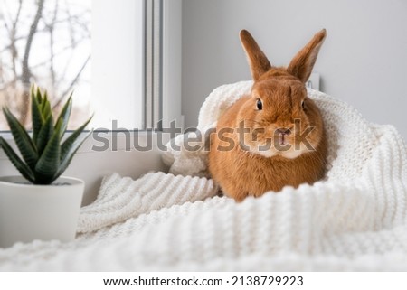 Cute brown little bunny rabbit lying on plaid on windowsill indoors near window. Adorable little pet at home.