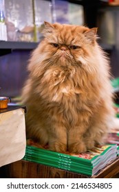 A cute brown long-haired Garfield cat in a bookstore