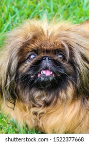 Pekinese Images Stock Photos Vectors Shutterstock