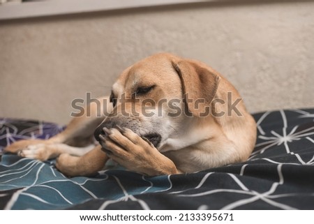 A cute brown male dog licks his front paw while lying on the bed. A pet grooming and cleaning himself.