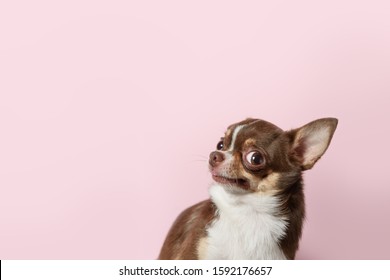 Cute brown mexican chihuahua dog isolated on light pink background. Outraged, unhappy dog looks left. Copy Space - Shutterstock ID 1592176657