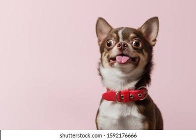 Cute brown mexican chihuahua dog with tongue out isolated on pink background. Dog looking to camera. Red collar. Copy Space