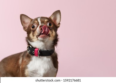 Cute brown mexican chihuahua dog licks nose isolated on pink background. Copy Space - Shutterstock ID 1592176681