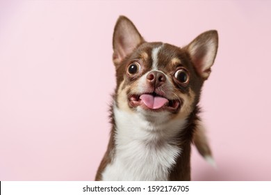 Cute brown mexican chihuahua dog with tongue out isolated on pink background. Dog looking to camera. Copy Space - Shutterstock ID 1592176705