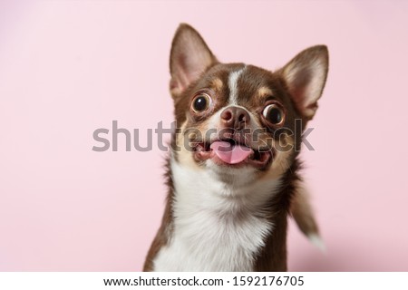 Cute brown mexican chihuahua dog with tongue out isolated on pink background. Dog looking to camera. Copy Space