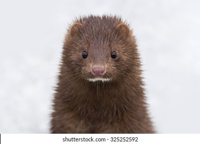 Cute Brown Mink Animal Looking Curious In The Winter Snow.