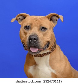 cute brown mixed breed shelter dog on a blue studio background - Shutterstock ID 2324701119
