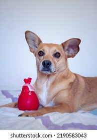 A cute brown mixed-breed dog with perky ears and sharp big eyes staring at the camera and lying on a comfy bed next to a squeaky red toy isolated on white background - Shutterstock ID 2190583043