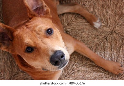 Cute Brown Mutt Dog On Rustic Brown Straw Mat
