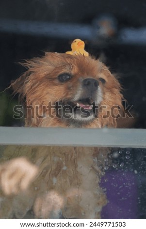 Cute brown Pomeranian dog having a bath with a yellow duck on its head. Mobile dog glooming business.