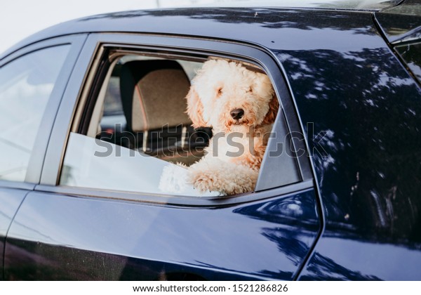 cute brown poodle dog in a car. daytime.\
traveling with dogs\
concept