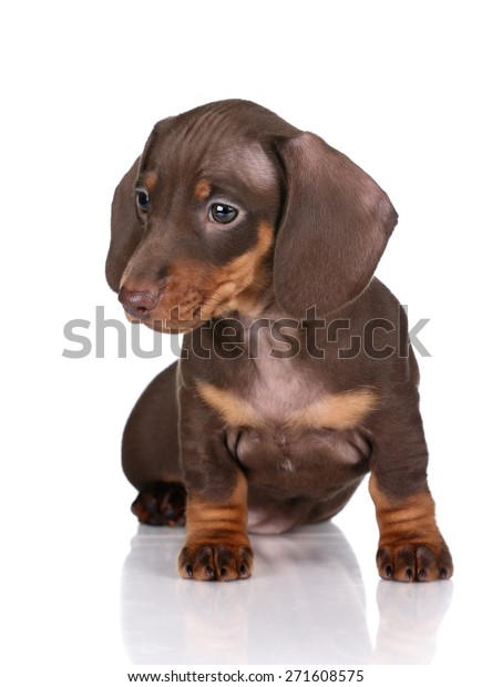 Cute Brown Puppy Big Ears Stock Photo Edit Now 271608575