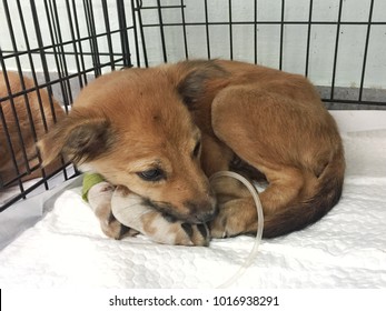 Cute Brown Puppy Dog Get Sick And Has Diarrhea And Vomit, Admit In Veterinarian Hospital