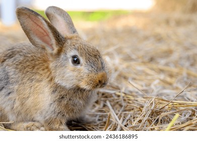 Cute brown rabbit bunny domestic pet on straw. Rabbit farm - Powered by Shutterstock
