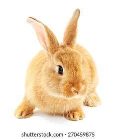 Cute Brown Rabbit Isolated On White Stock Photo 273067154 | Shutterstock