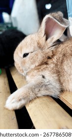 A cute Brown rabbit laydown