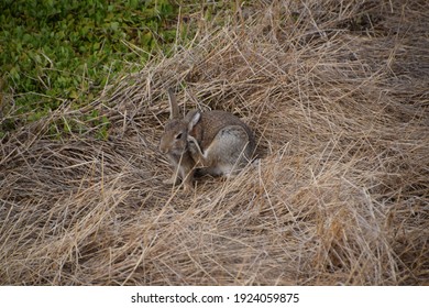 Cute Brown Rabbit Scratching Its Face With Back Legs Sitting In A Pile Of Straw