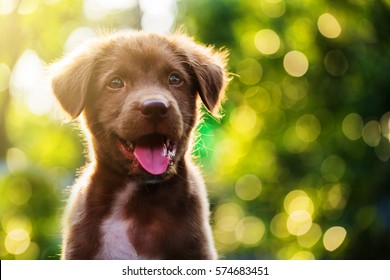 Cute Brown smile happy Labrador retriever puppy against foliage sunset light bokeh background. Adorable head shot portrait with copy space to add text. 2018 year of dog in Chinese calendar. - Shutterstock ID 574683451