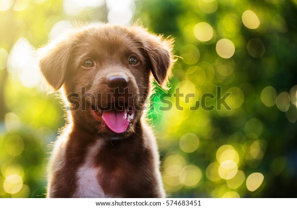 夕焼けの明るいボケ背景にかわいい茶色の笑みを浮かべたラブラドール レトリバー子犬 テキストを追加するためのコピースペースを持つ 装飾可能なヘッドショットポートレート 18年の中国の暦での犬 の写真素材 今すぐ編集