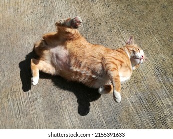 Cute Brown Stripes Cat Rolling On The Floor. Animal Pet Outdoors. Background Template Copy Space Landing Page.