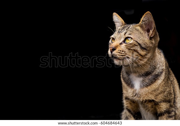 Cute Brown Tabby Cat On Dark Stock Photo Edit Now 604684643