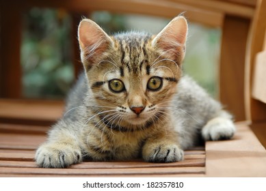 European Shorthair Images Stock Photos Vectors Shutterstock