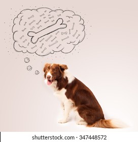Cute brown and white border collie sitting and dreaming about a bone in a thought bubble, fotografie de stoc