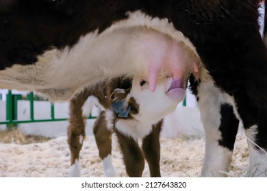 Cute brown and white calf drinking milk from mother cow udder in stable at agricultural animal exhibition, cattle farm. Farming, feeding, agriculture and animal husbandry concept