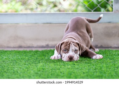 Cute Brown and white pit bull, less than a month old, on artificial grass in a dog farm. Fat puppy learning to walk Needs love and care. Dogs feel lonely and want to go out and play in a wide area.