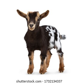 Cute Brown With White Spotted Belly Baby Pygmy Goat, Standing Facing Front. Head Up And Looking Straight Ahead. Isolated On A White Background.