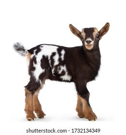 Cute Brown With White Spotted Belly Baby Pygmy Goat, Standing Side Ways. Head Turned To Camera Showing Both Eyes. Isolated On A White Background.