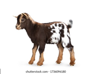 Cute Brown With White Spotted Belly Baby Pygmy Goat, Standing Side Ways. Head Up And Looking Straight Ahead. Isolated On A White Background.