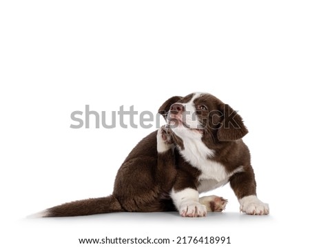 Cute brown with white Welsh Corgi Cardigan dog pup, sitting side ways scratching behind hos ear. Looking straight to camera. Isolated on a white background.