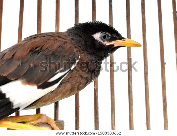 Cute Brownblackwhite Myna Bird Yellow Beak Stock Photo Edit Now 1508383652