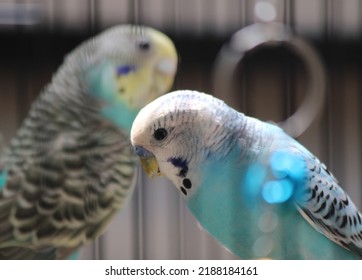 Cute Budgie In The Cage.