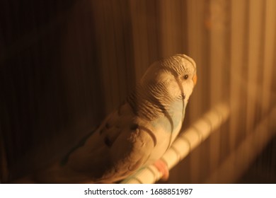 A Cute Budgie Enjoying The Sunset In Her Cage