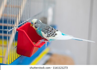 Cute budgie sitting on red feeder outside cage and eating