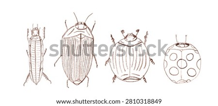 Cute bug crayon sketch, doodle insect illustration. Hand drawn vintage bugs, cockroach pencil drawing art, scribble sketchy insects on white background